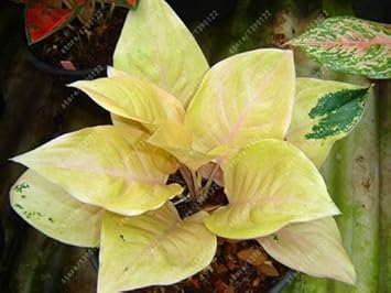 Yellow Aglaonema Plant Seeds for Planting - NON GMO Seeds for planting in your garden.
