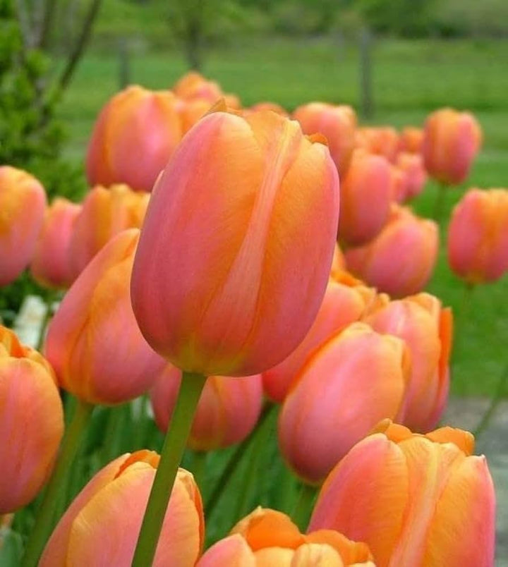 Orange Tulip Flower Seeds for Planting â€“ Heirloom, Non-GMO, Vibrant Blooms
