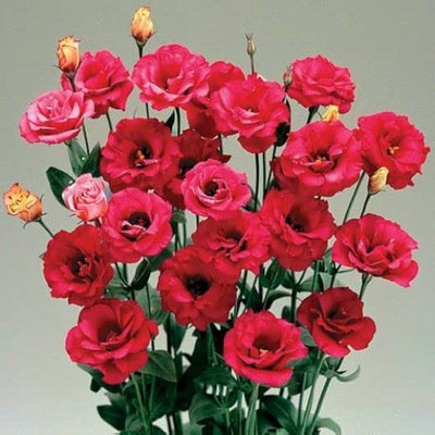 100 Pcs