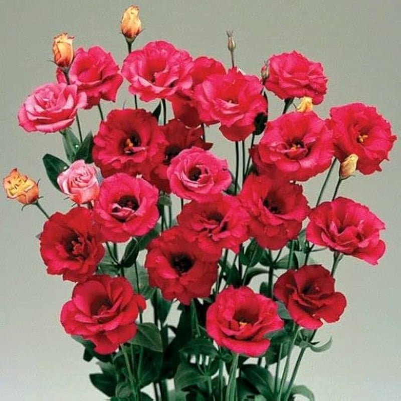 White & Red Eustoma (Lisianthus) Flower Seeds for Planting - Heirloom, NON-GMO Garden Seeds for planting in home garden