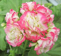 Geranium Apple Blossom Pink Flower Seeds for Planting NON GMO Seeds for planting in home garden