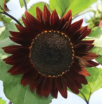 Burgundy Sunflower Seeds for Planting – Rich Dark Blooms, Ideal for Gardens, Cut Flowers for planting in your garden.