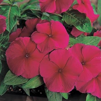 Purple Vinca Flower Seeds for Planting, 100 pcs seeds for planting in home garden