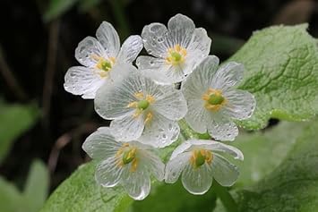Transparent Skeleton Flower Seeds for Planting - NON GMO Seeds for planting in home garden