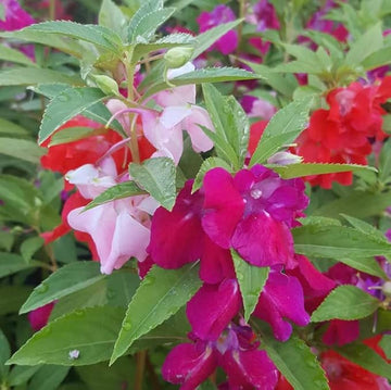 Non-GMO (Non-GMO scientific name) for planting in garden
