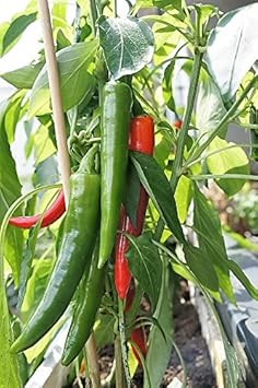 100 Pcs