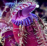 Venus Fly Trap Violet Flower Seeds – Heirloom, Non-GMO Carnivorous Plant Seeds for Planting