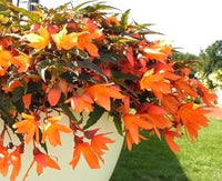 Orange Bossa Nova Flower Seeds for Planting - NON GMO Seeds