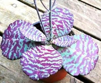 Kalanchoe Humilis Purple White Seeds – Organic, Heirloom, Non-GMO Seeds for Planting