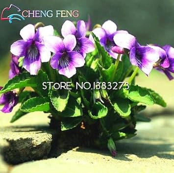 100 Pcs