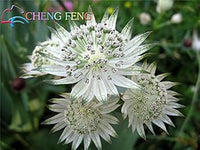 Organic Blue Astrantia Flower Seeds for Planting ƒ?? Heirloom, Non-GMO