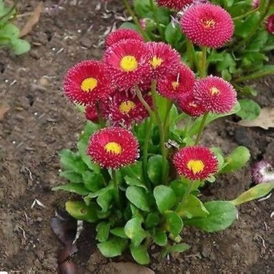English Daisy Red Flowers (Bellis perennis), + Seeds