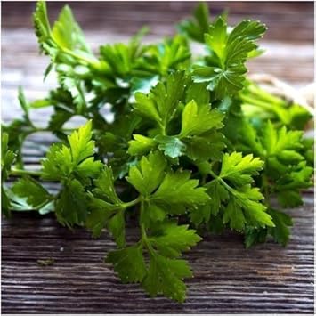 Green Crispum Vegetable Seeds for Planting heirloom & Non-GMO Seeds