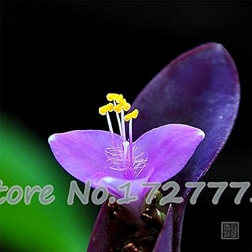 Purple Matthiola Incana Seeds – Fragrant Flower Seeds for Planting for planting in your garden.