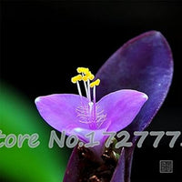 Purple Matthiola Incana Seeds ƒ?? Fragrant Flower Seeds for Planting for planting in your garden.
