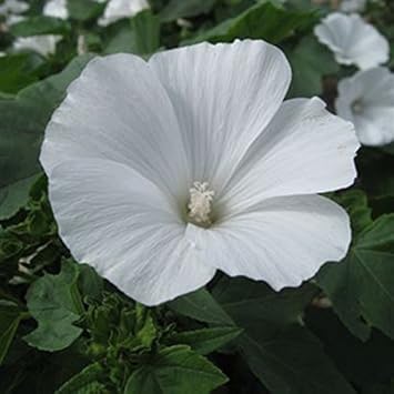 Organic White Pansy Flower Seeds for Planting – Heirloom, Non-GMO Garden Seeds