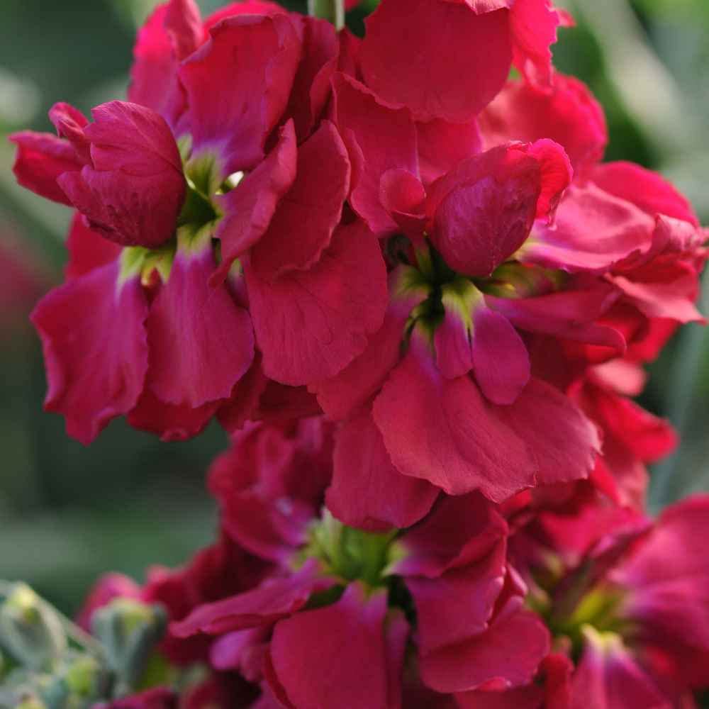Maroon Matthiola Incana Flower Seeds for Planting, 100 pcs for planting in your garden.