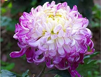 Heirloom (Heirloom scientific name) for planting in garden