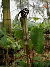 Green Arisaema Triphyllum Planting Seeds for Garden NON GMO Seeds