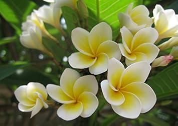 Heirloom Non-GMO Pink Yellow Egg Flower Seeds for Planting ƒ?? Unique Colorful Blooms