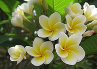 Heirloom Non-GMO Pink Yellow Egg Flower Seeds for Planting ƒ?? Unique Colorful Blooms