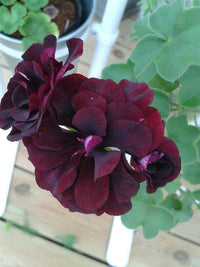 Burgundy Blooms Geranium Heirloom Non-GMO Seeds for Planting