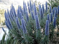 Blue Fastuosum Flower Seeds for Planting - 100 pcs