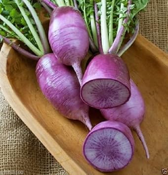 Purple Radish Raphanus sativus seeds for garden planting