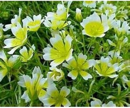 Organic White Yellow Limnanthes Douglasii Flower Seeds for Planting ƒ?? Heirloom, Non-GMO