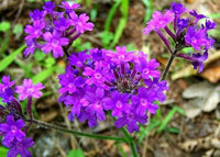 Hastata Flower Seeds for Planting - 100 pcs for planting in your garden.