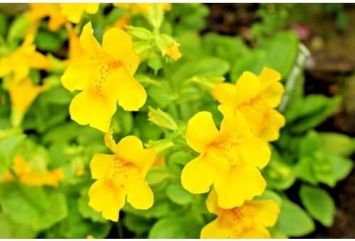 Yellow Mimulus Guttatus Flower Seeds for Planting - 100 pcs