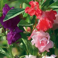 Double Camellia Mixed Seeds for Planting ƒ?? Organic, Heirloom, Non-GMO Fresh Flower Seeds
