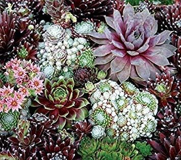 Mixed Sempervivum Flower Seeds for Planting 100 pcs seeds for planting in home garden