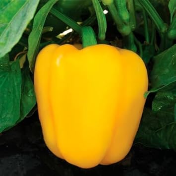 Capsicum Seeds for Planting heirloom & Non-GMO Seeds