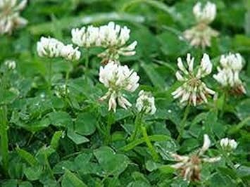 Organic White Trifolium Repens Plant Seeds for Planting – Heirloom, Non-GMO