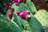 Opuntia Humifusa Plant Seeds for Gardening – Heirloom and GMO Free Seeds for Home Garden