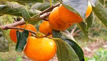 Suculentas Caqui Fruit Seeds - A Hardy and Flavorful Plant for Your Garden 100 Pcs pcs