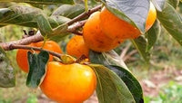 Suculentas Caqui Fruit Seeds - A Hardy and Flavorful Plant for Your Garden 100 Pcs pcs