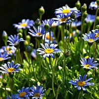 Blue Felicia Amelloides Flower Seeds for Planting - 100 pcs seeds for planting in home garden