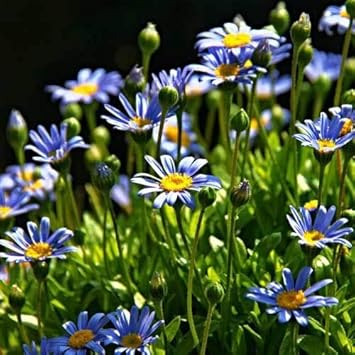 Blue Felicia Amelloides Flower Seeds for Planting - 100 pcs seeds for planting in home garden