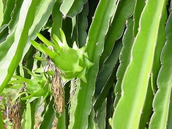 Fresh Pitaya Fruit Seeds Easy to Grow Light Green 100 Pcs pcs