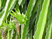 Fresh Pitaya Fruit Seeds Easy to Grow Light Green 100 Pcs pcs
