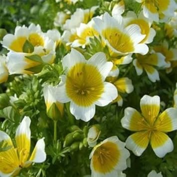Yellow White Limnanthes Douglasii Flower Seeds for Planting - 100 pcs