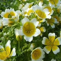 Yellow White Limnanthes Douglasii Flower Seeds for Planting - 100 pcs for planting in your garden.