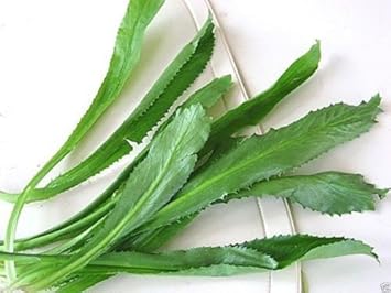Green Culantro Plant Seeds for Flavored Herb Gardens and Cooking ? Fresh Herb for Your Garden