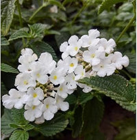 Lantana Flower Seeds Heirloom Non GMO Planting - 100 pcs