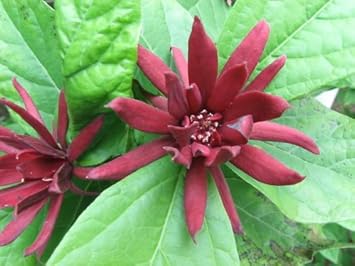 Red Calycanthus Flower Seeds for Planting - 100 pcs for planting in your garden.