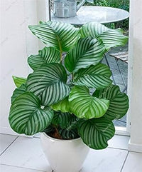 Green Calathea Seeds for Planting,Heirloom & Non-GMO Seeds seeds for planting in home garden