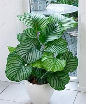 Green Calathea Seeds for Planting,Heirloom & Non-GMO Seeds seeds for planting in home garden