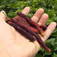 Long Mulberry Fruit Seeds 100 Pcs pcs